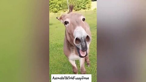 Funny Animals Short Video Compilation #5