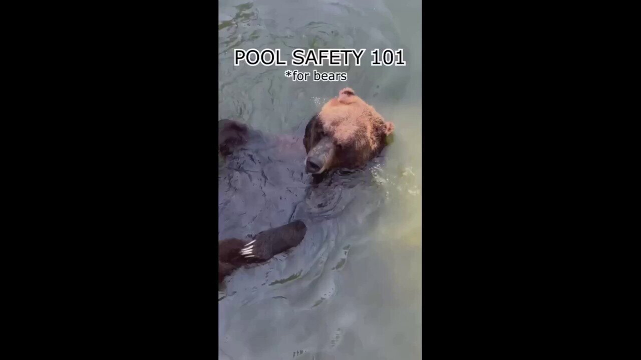 Local Zoo Covers Pool Safety For Bears