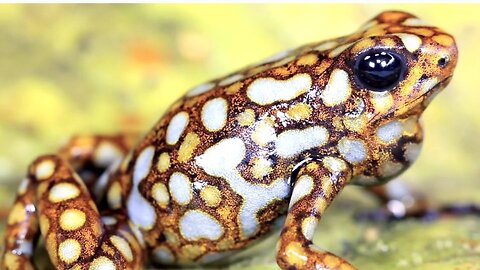 "Frog Facts: A Deep Dive into Amphibian Life"