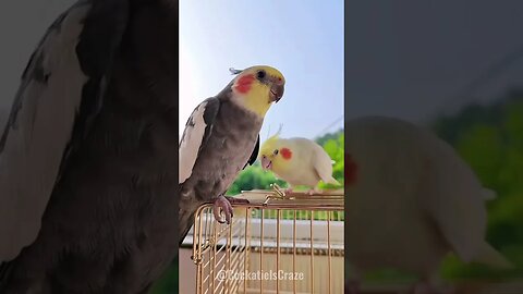 Cute Cockatiel pair happy and funny moments 😍