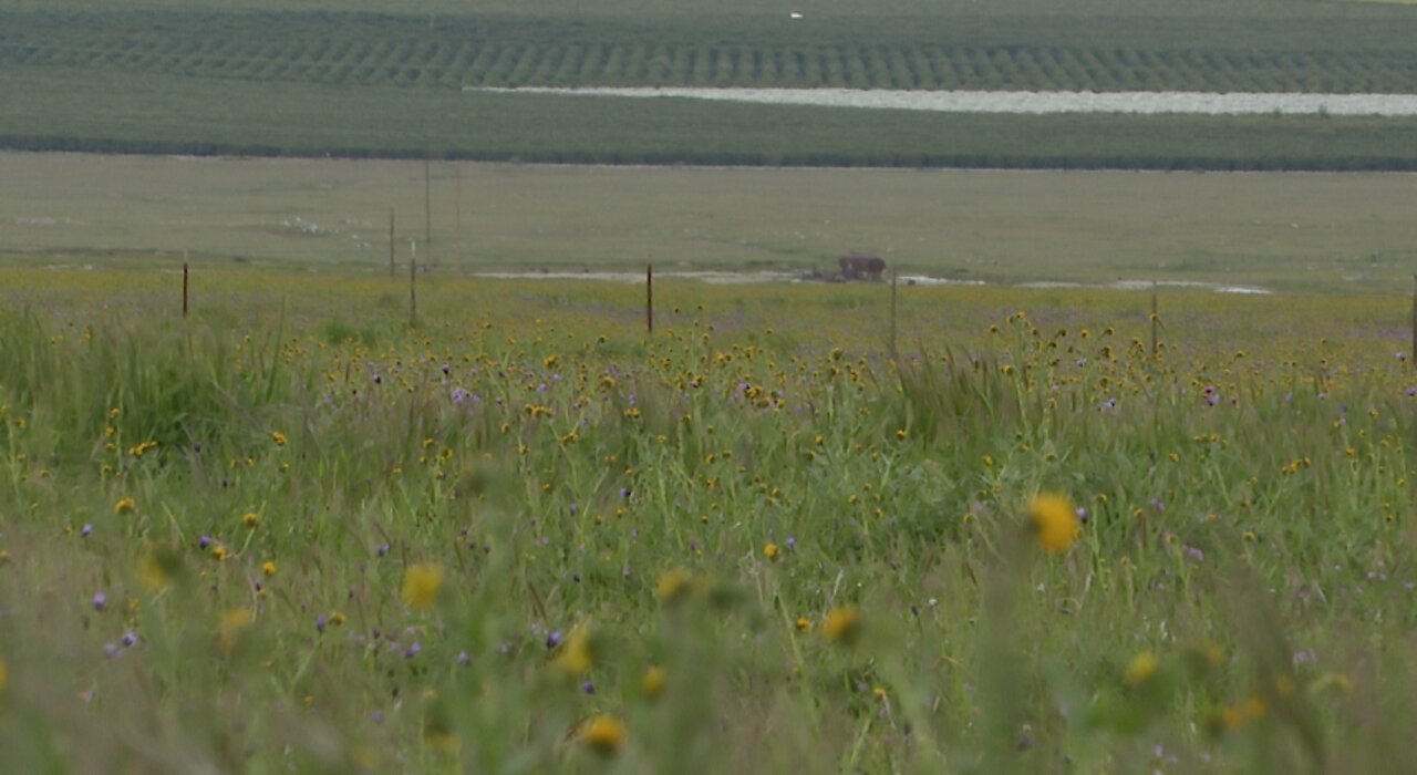 Wind Wolves Nature Preserve hosting 8th Annual Spring Nature Festival