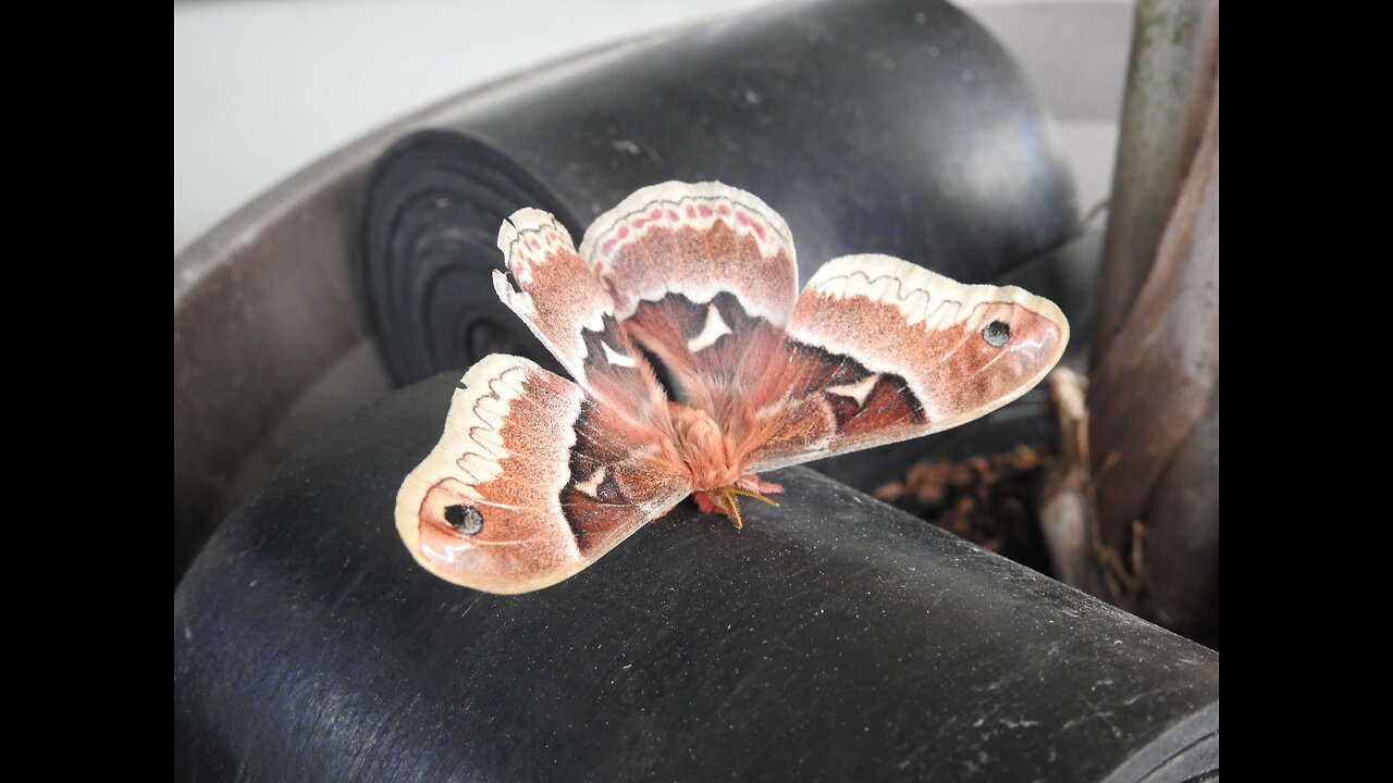 Big Bugs and Spiders of Ontario, Canada