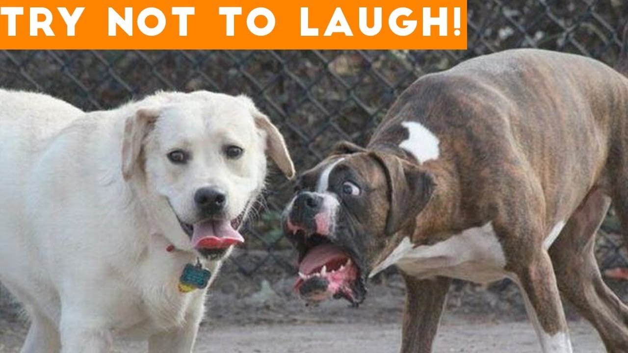 Try Not To Laugh At This Ultimate Funny Dog Video Compilation - Funny Pet Videos