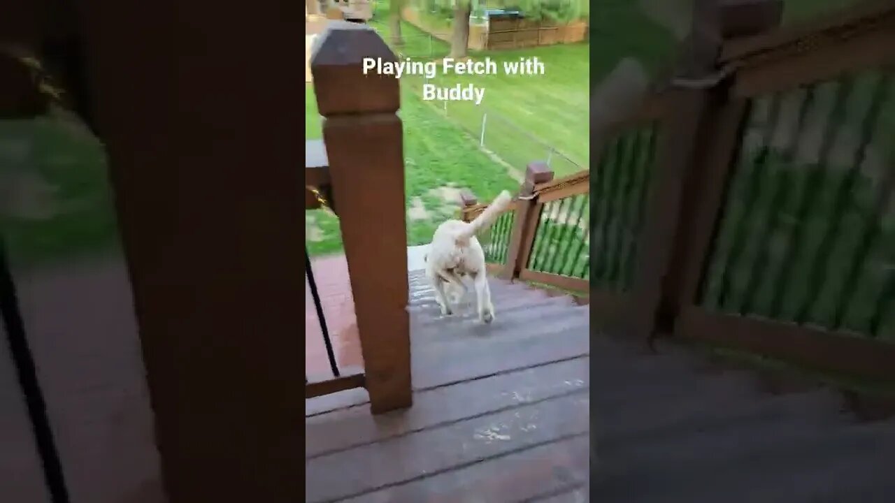 playing with my puppy
