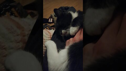 🥰sleepy cat gives me some Fang😂