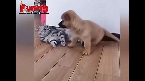 Lustige Tiere zum Totlachen! Funny Videos Beste 😻Hunde 2023