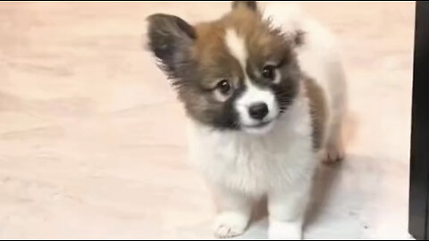 Amazing dogs 🐶 trending video