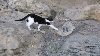 Our Cats #74 Shorts – Smooth Walk Down the Rocks at Sunset