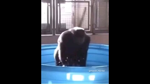 funny animal videos