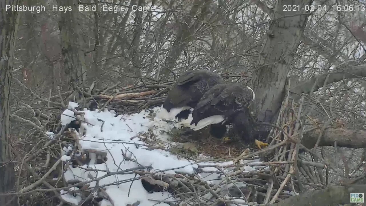 Hays Eagles Dad steps to nest to help Mom with huge stick 2021 02 04 404PM