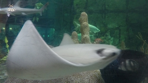 Graceful stingrays cruise in their underwater habitat