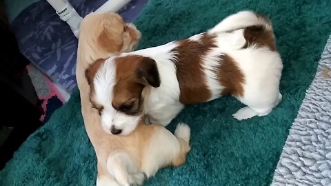 G Litter - 3/15/20