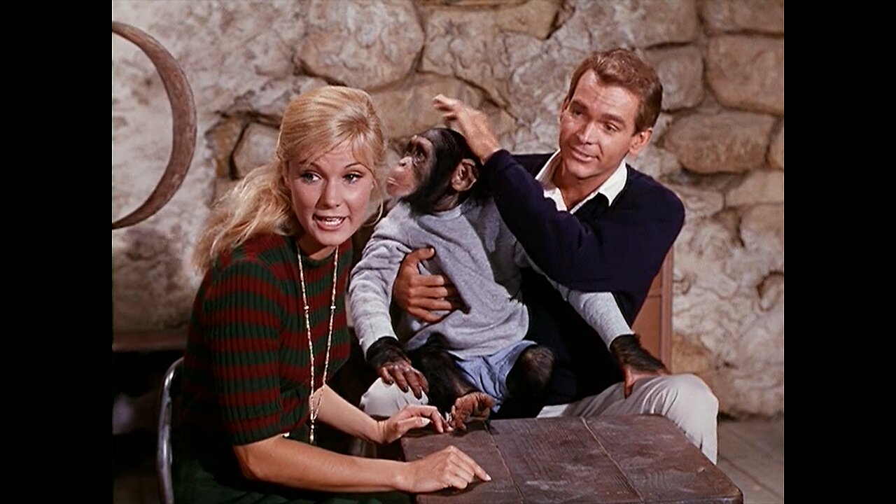 Walt Disney's Monkeys, Go Home! (1967) Trailer