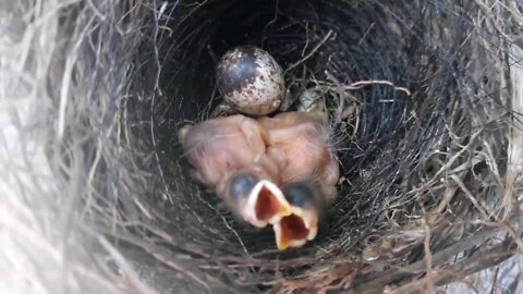 Watch this newborn bird scream