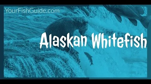 Feeding Habits Of Alaskan Whitefish ~ Catching Whitefish ~ Feeding Ecology Of Alaskan Whitefish