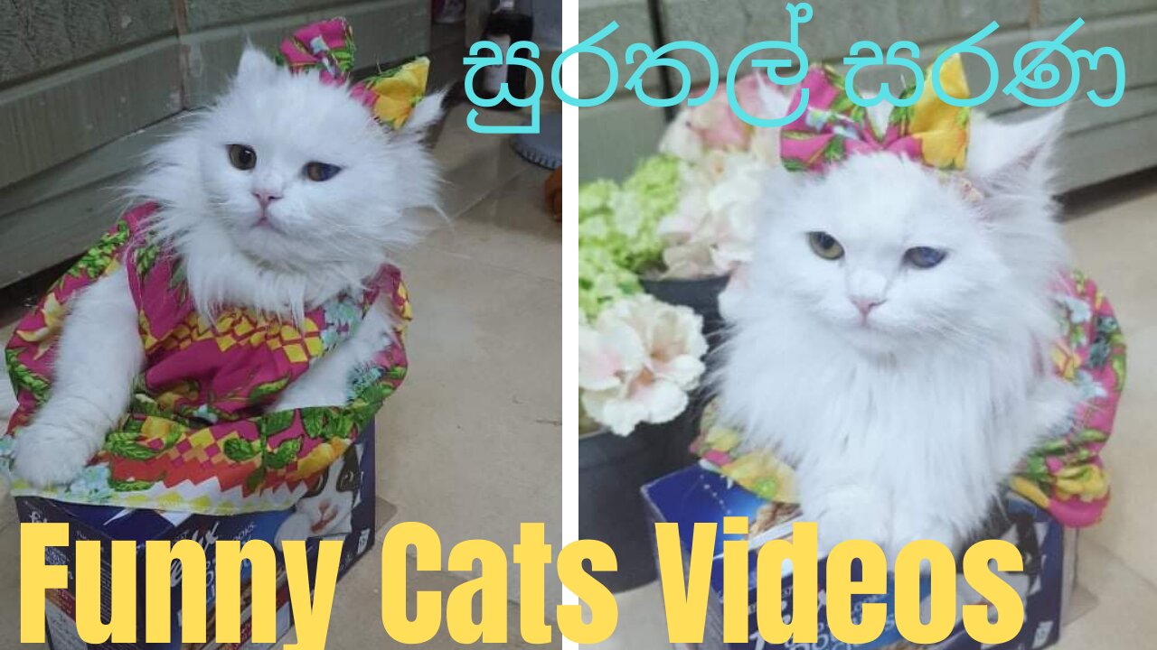 funny cats compilation 2021|#funnycats|Susantha11|#shorts