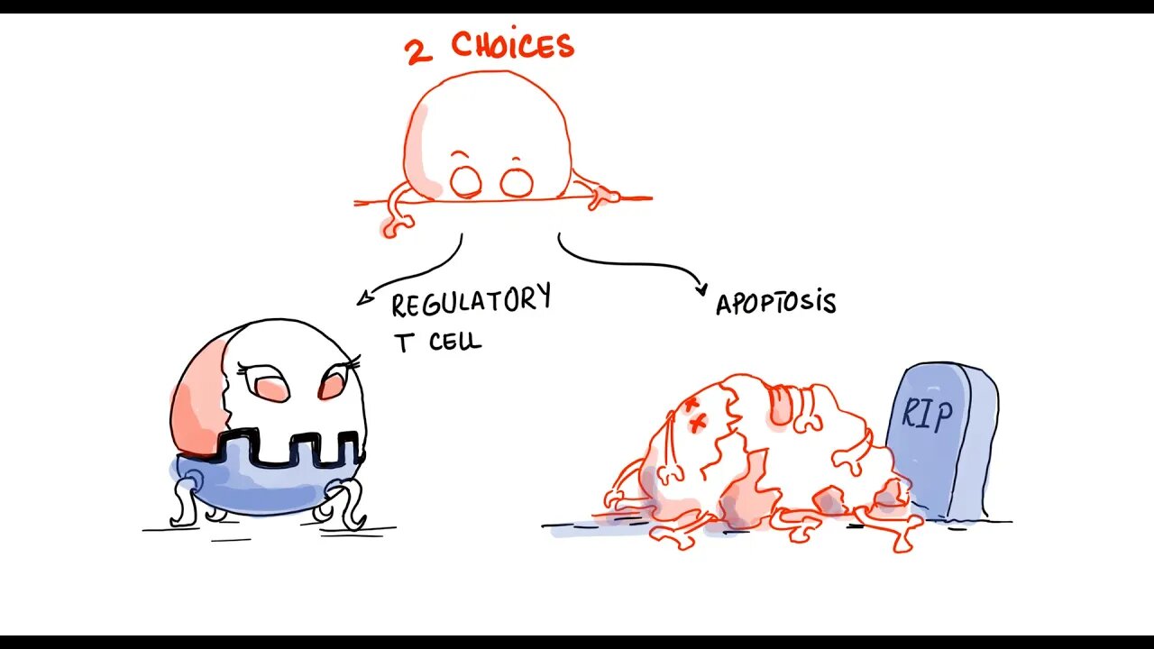 Chronic Inflammation - T Regulatory Cells (Lecture 4)