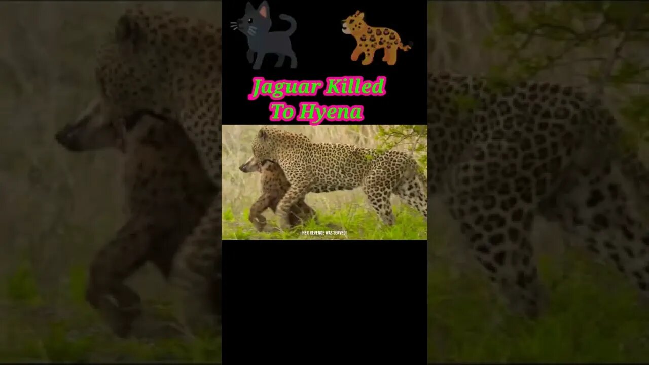 Jaguar killed To Hyena 🐈‍⬛#youtubeshorts #shorts #shortvideo