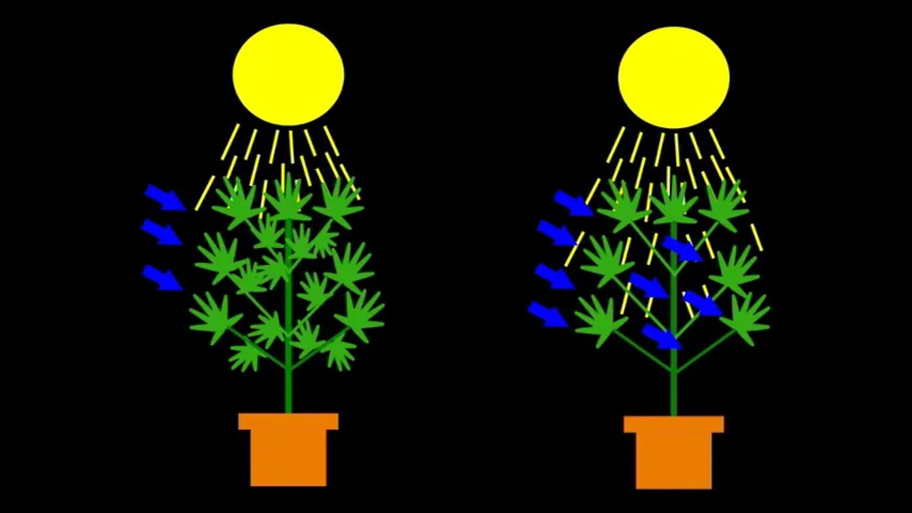 Pruning VS Defoliating