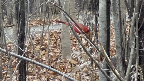 Very cautious Cardinal