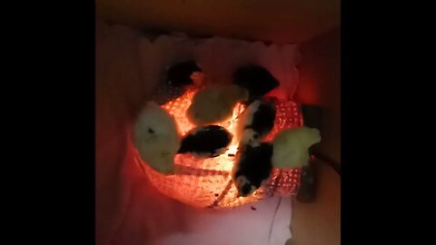 Belgian D'uccle and Silkie Chicks 6th November 2021