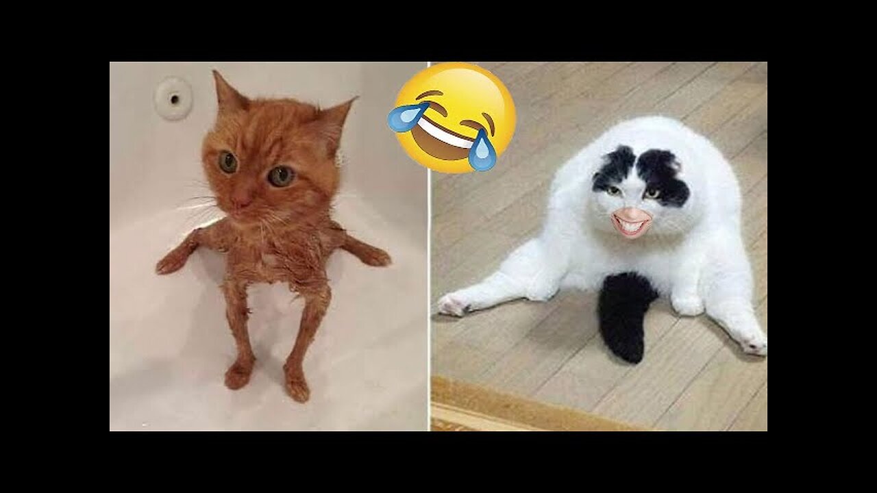 Cat 🐈 funny video full 🤣 Entertainment Don't Try Laughing 🤣