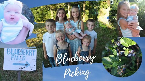 Blueberry Picking