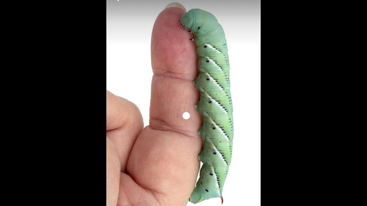 Hornworms