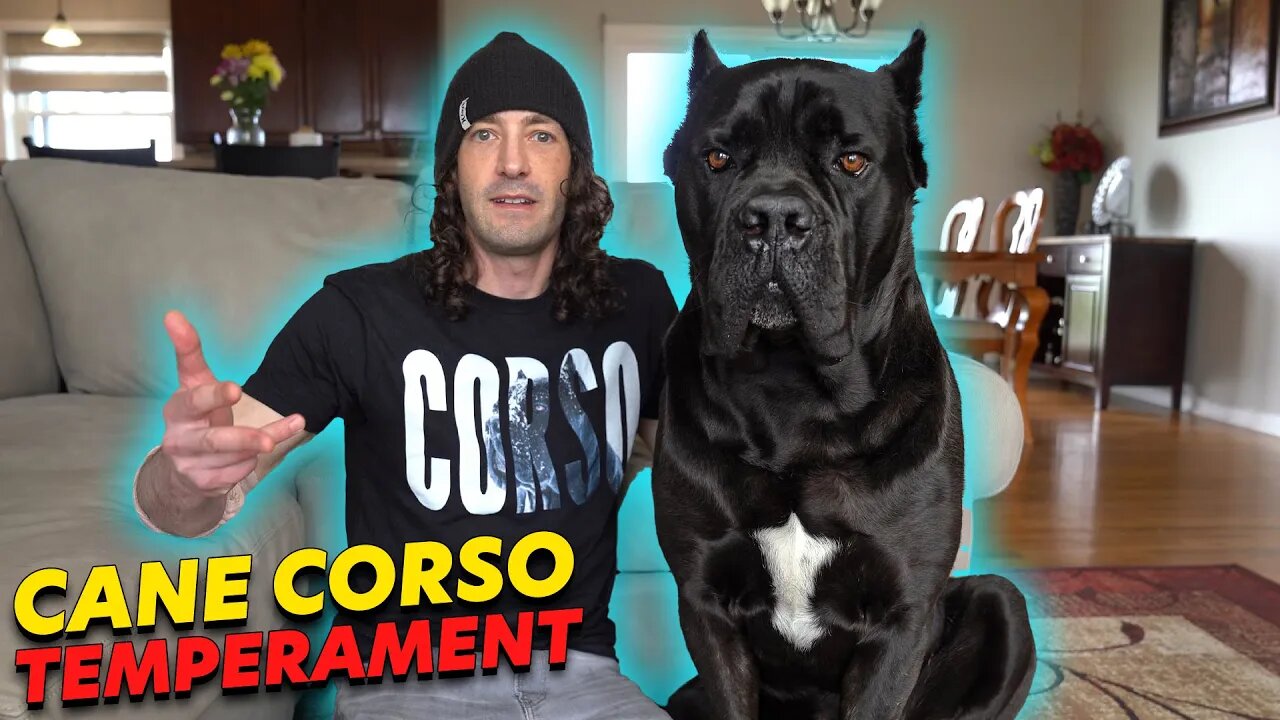 Cane Corso Temperament