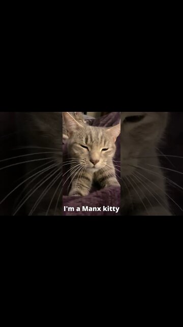 Manx Kitty Cat Explained