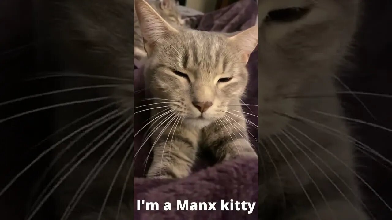 Manx Kitty Cat Explained