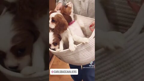 Our Attempts at Getting that Perfect Puppy Photo… We have a long ways to go😂🐶❤️