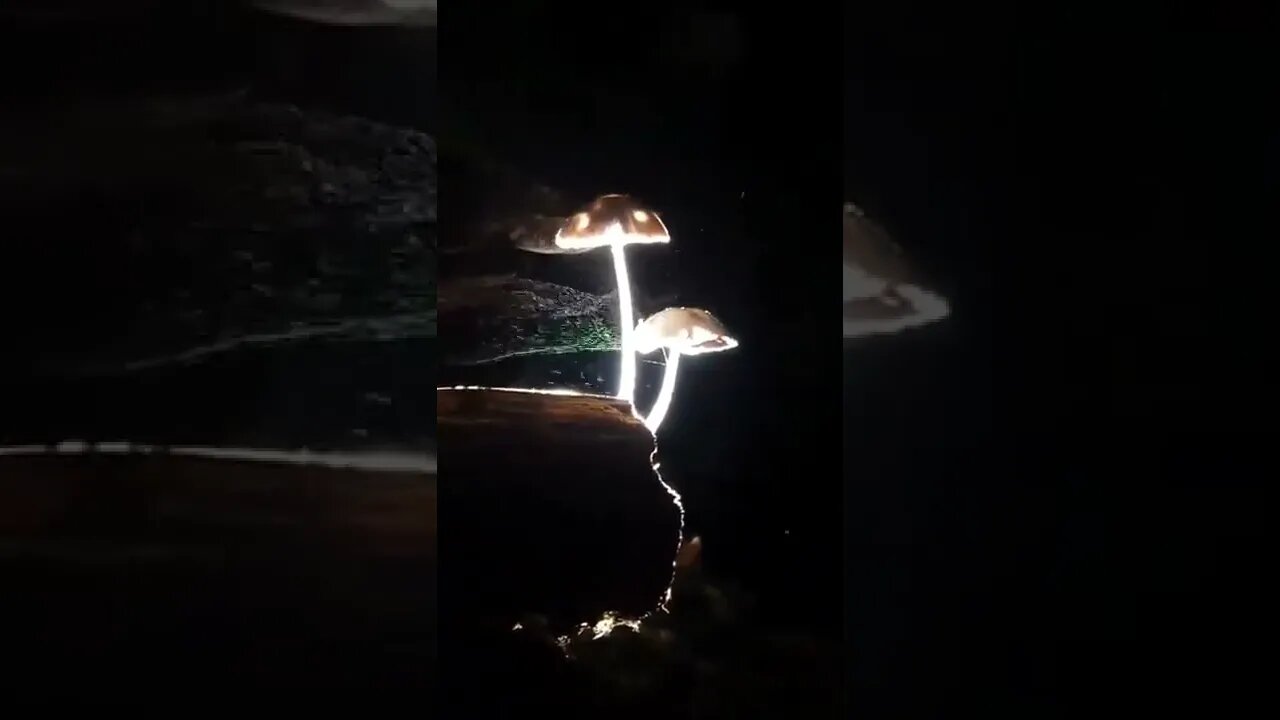 Mushrooms releasing their spores at night