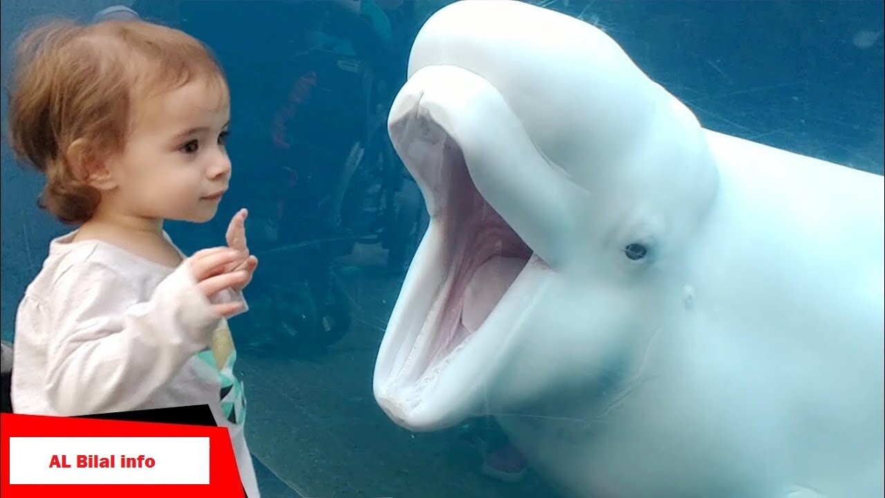 Funny Kids at the Aquarium | Girl SPOOKED By A Beluga Whale!