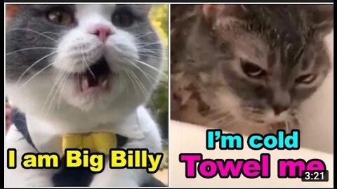 Cats talking🐈 CUTE CATS VIRAL VIDEO