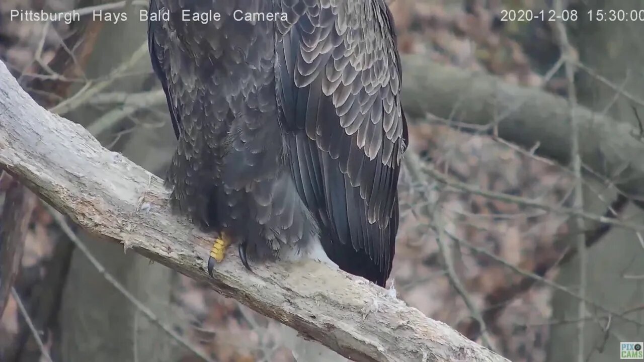 Hays Eagles Mom beautiful feathers and talons 2020 12 08 329pm