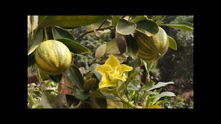 Acaricida para frutíferas e rosas do deserto