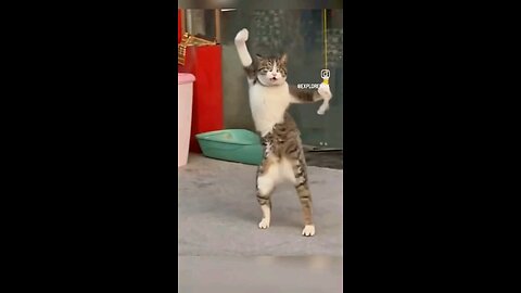 Cat funny dance