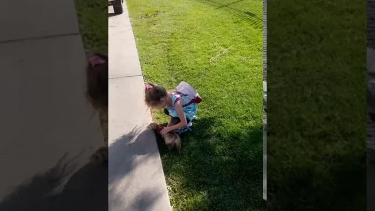 Bella walking Piggy our 10 year old ferret.