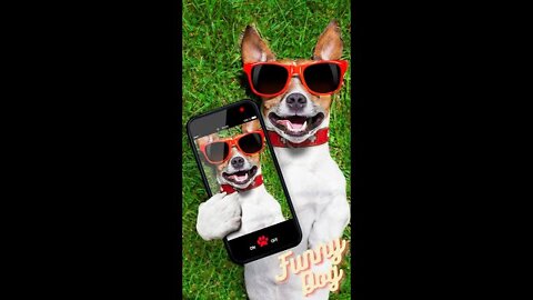 🤣Funny Dancing Dogs 2022 Video Clips #shorts