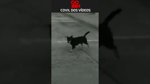 PRIMEIRO FLAGA DE UM CACHORRO ALIENÍGENA