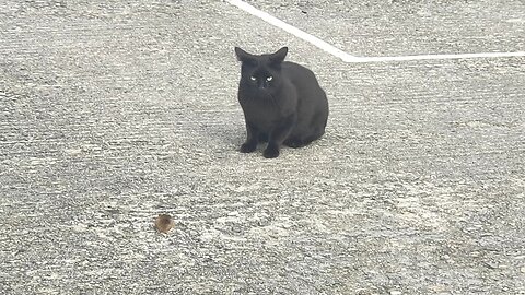 Cat and mouse playing together in 45mph wind.