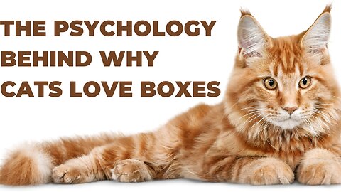 The psychology behind why cats love boxes