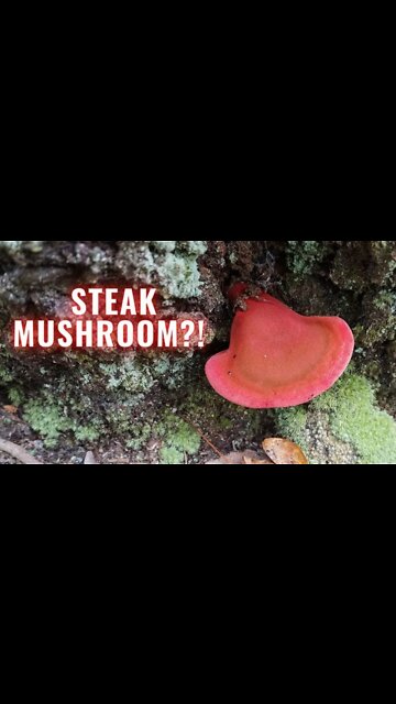 This Rare Mushroom Tastes like Steak?! Foraging and Campfire Cooking