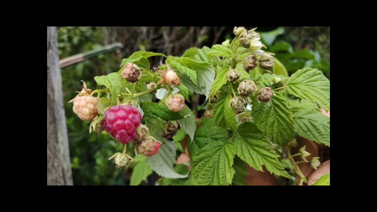 frutíferas produzindo em vaso framboesa lima da Pérsia limão sem espinhos amora gigante kinkan figo