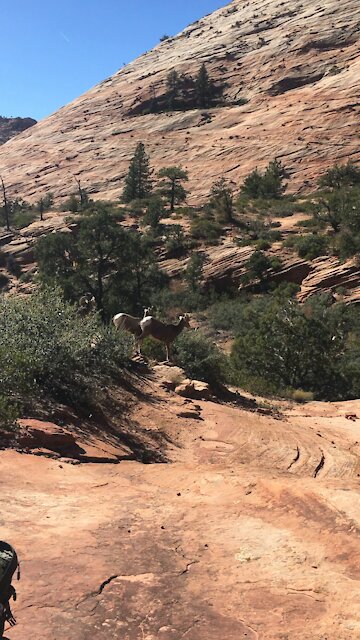 Curious big horn sheep snuck up while we were distracted by his friends