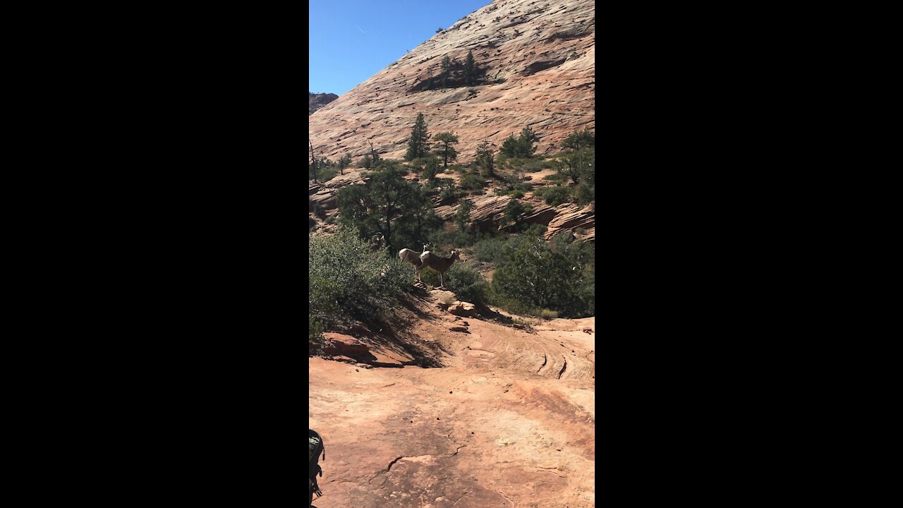 Curious big horn sheep snuck up while we were distracted by his friends