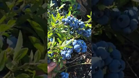 Huge blueberry Buds