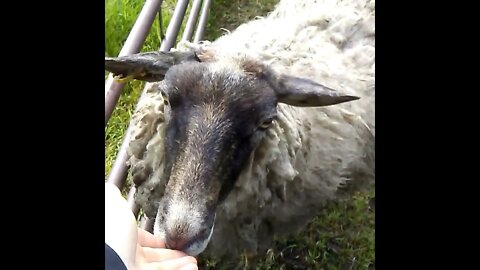 Dogs and Sheep - A day out at the Farm Petting Animals!