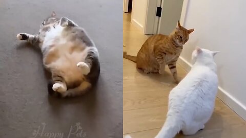 So funny cute cats 🐱||😂